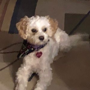 Meet your Posher, Kelsey